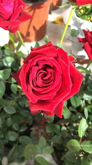 紫辰 沈陽(yáng)新聞廣播春季花卉日用品展即將開(kāi)幕 家居用品新風(fēng)尚