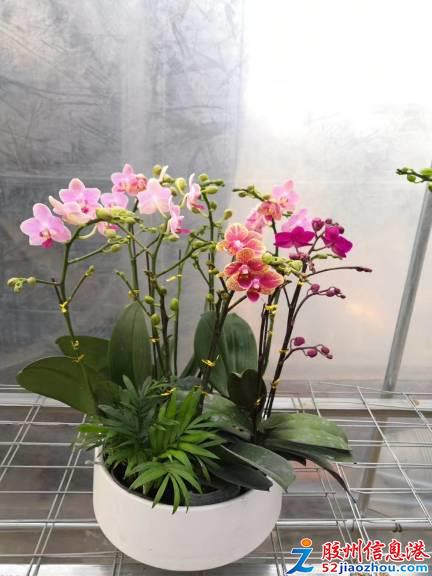 三里河打折促銷 艷麗花卉、精品苗木與數碼產品齊優惠